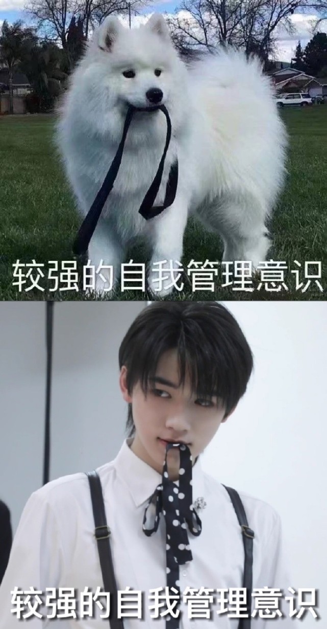 时代少年团宋亚轩当代萨摩耶可爱图鉴来啦请查收
