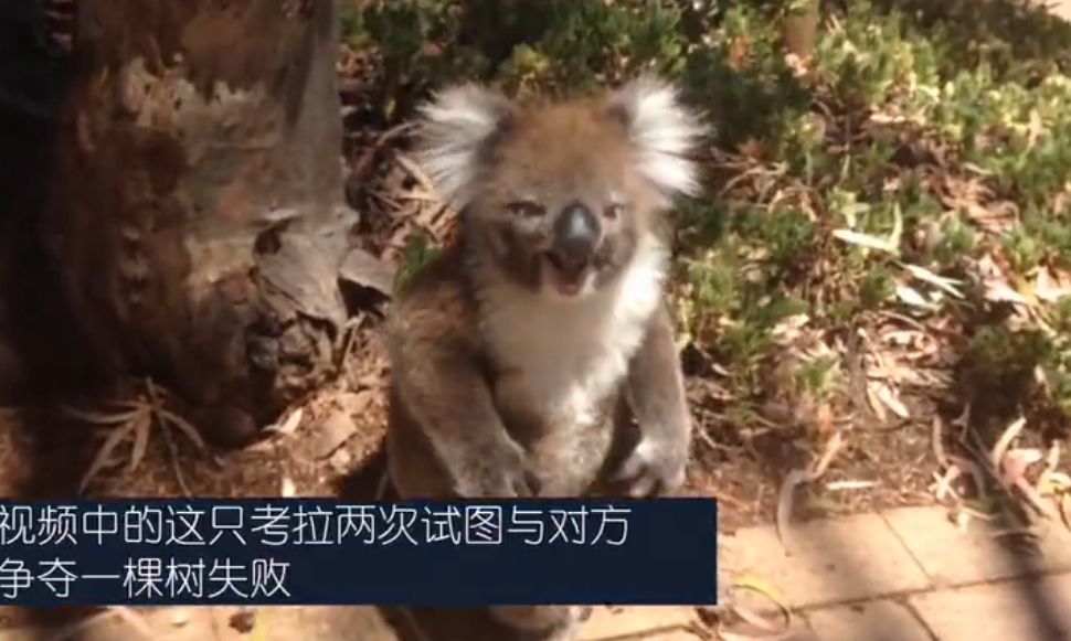 考拉打架打输哭到声音沙哑