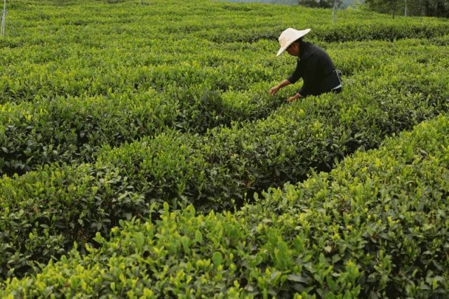 紫陽煥古採茶忙陝鼓心繫情誼至