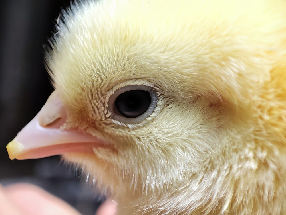 刚出笼的小鸡——萌新的小宠手机微距下刚出生的小鸡显得还是那么朦胧