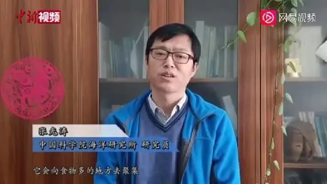 派大星|派大星入侵青岛海域几天后，快被吃光了…