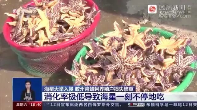 派大星|派大星入侵青岛海域几天后，快被吃光了…