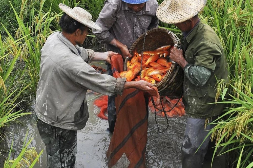 為何稻田養魚沒以前那麼火了