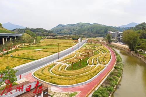 麦田|北回归线上也有麦田，从化这里能看麦浪滚滚