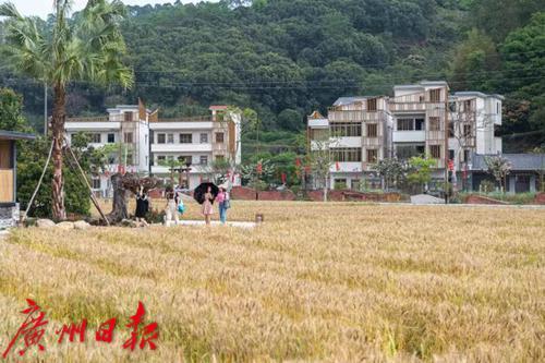 麦田|北回归线上也有麦田，从化这里能看麦浪滚滚