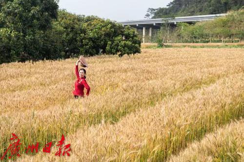 麦田|北回归线上也有麦田，从化这里能看麦浪滚滚