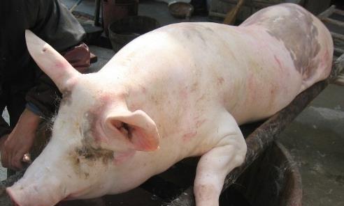 猪身上最不起眼的部位,营养堪比熊掌,可惜很多人丢掉