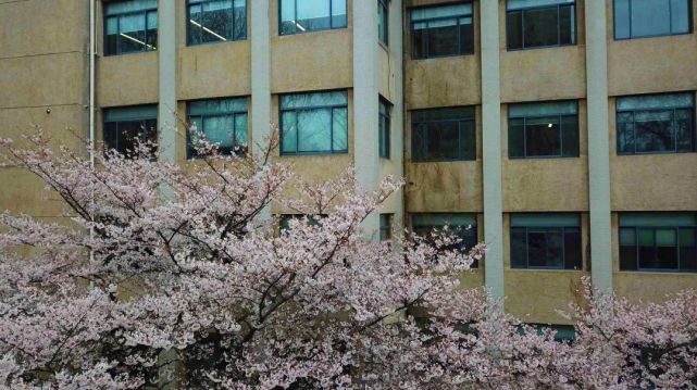 我见过最美的樱花教室,在东南大学!