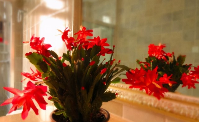 没有肥料养花 拿3样东西自制 操作简单 还能解决花钱问题 腾讯新闻