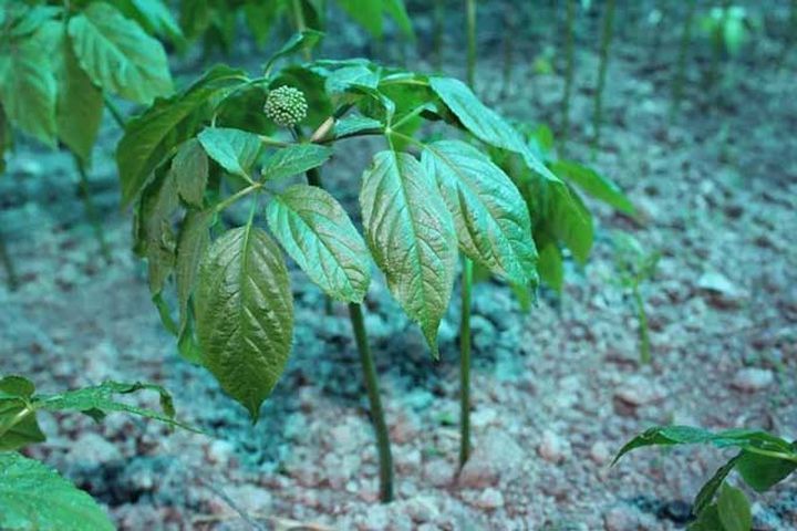 人参根茎块膨大怎样施肥 人参用哪个肥料比较好 人参用什么肥增产 腾讯新闻