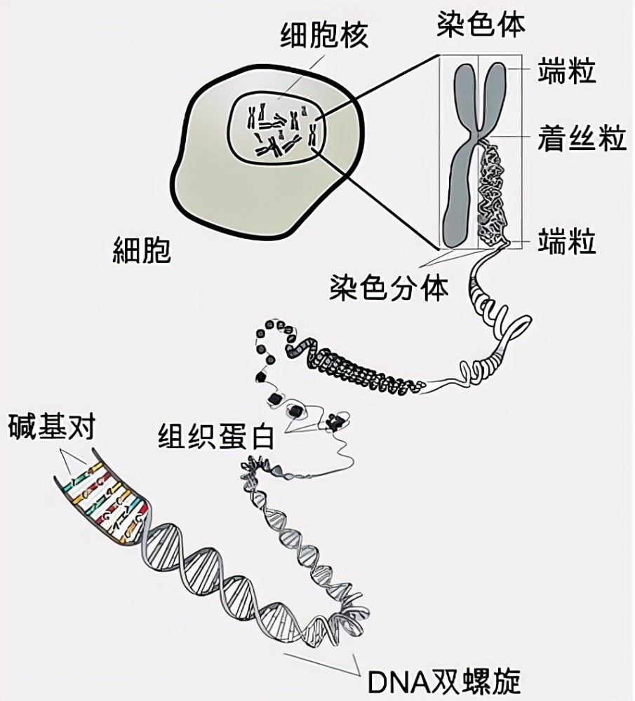 基因突变|量子力学揭示了进化的秘密：一种特殊的量子效应可以导致基因突变