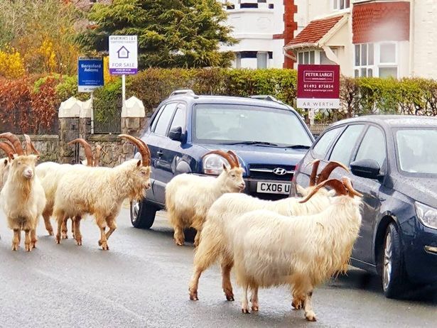 遍地单身羊 疫情封锁没人管 大量公山羊跑到英国小镇上寻找爱侣 腾讯网