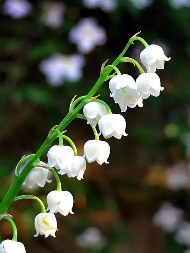 凯特王妃结婚时捧过一把铃兰花你在家自己也能种