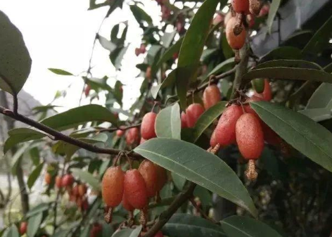 它是"早春第一果",3月已成熟,山中见到装袋里,味道不输樱桃_腾讯新闻