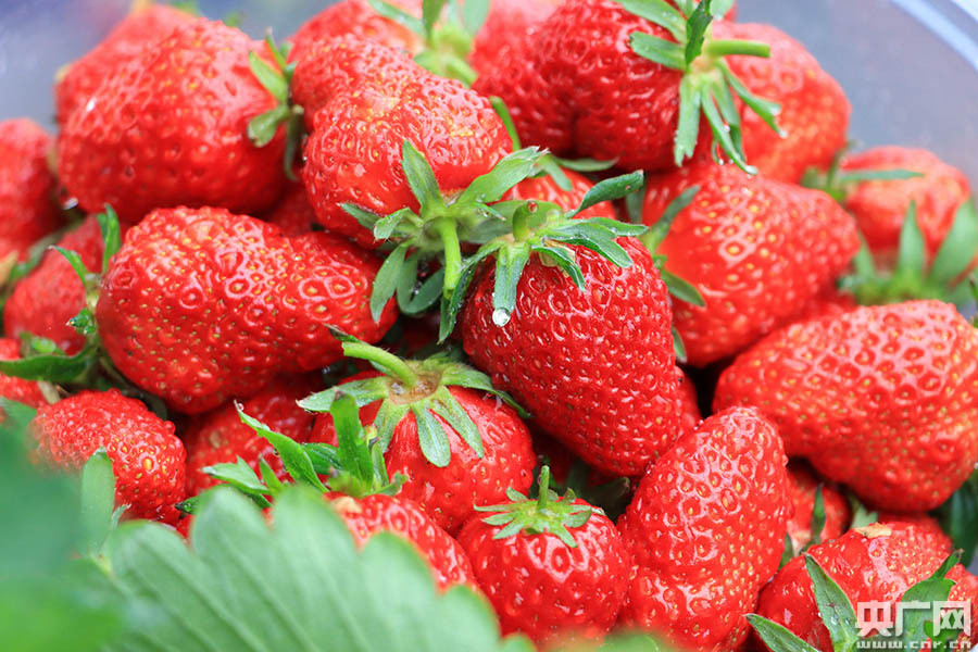 新疆博湖草莓园里春意浓休闲采摘乐融融