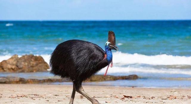 食火鸟常收集树叶或树枝在大树的根部筑巢,雌性食火鸟体型略小,平均1.