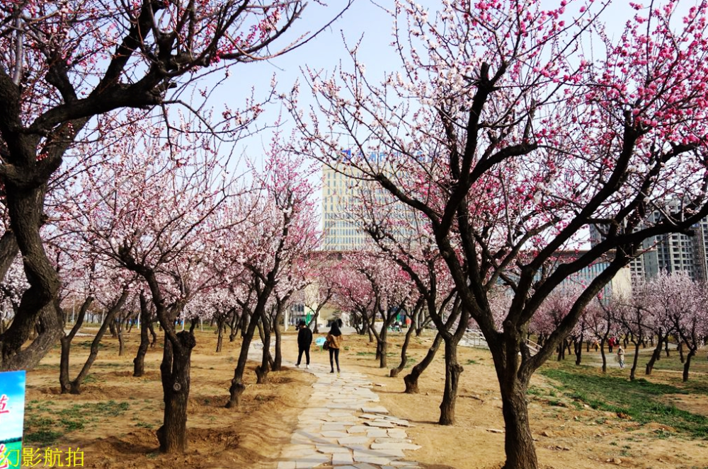 莱州这里的花开了!美醉了!