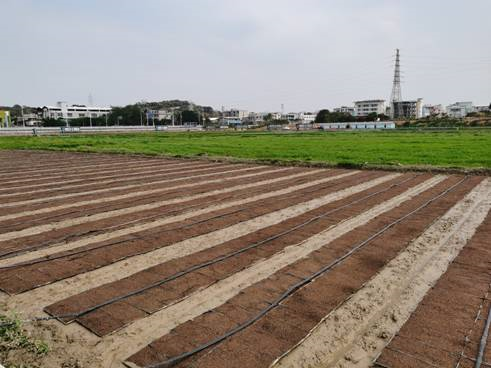 茶山上元村早造水稻育秧苗情況