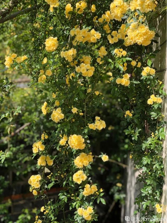 地裡種棵木香花2個月爬成一面花牆開成花瀑布