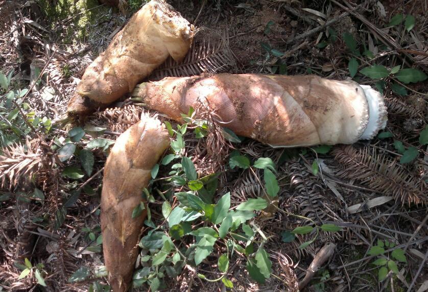 春天买笋选"粗根"还是"细根",牢记2点,又好吃还特鲜嫩!