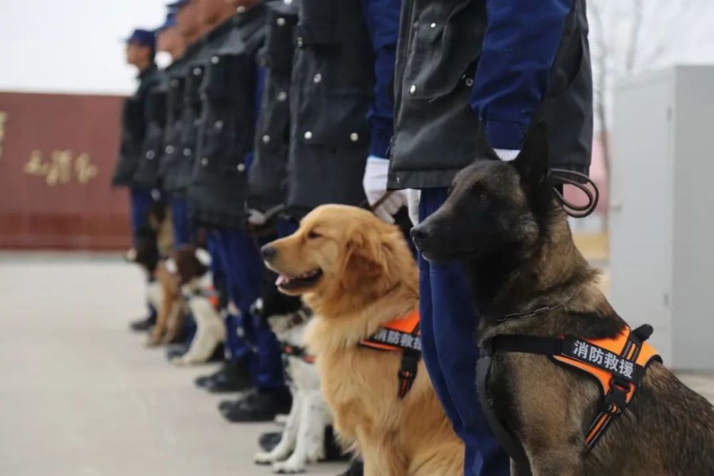 探访汪汪队看搜救犬大显神通