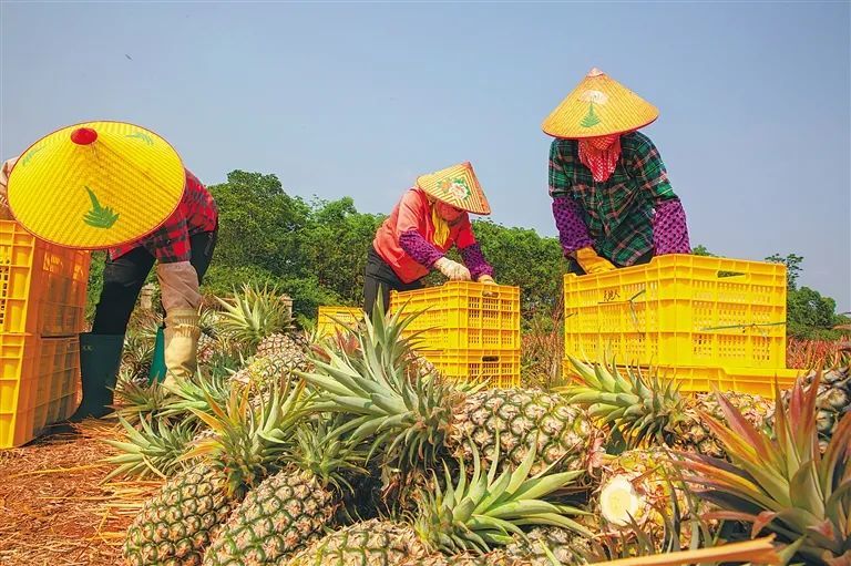 又将给海南热带特色高效农业的发展带来哪些新启示?