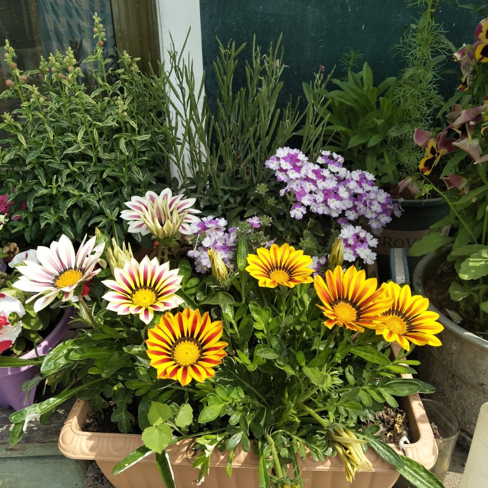 阳台盆栽"新宠"—勋章菊,皮实好打理,灿烂美丽,能开一整年!_腾讯新闻