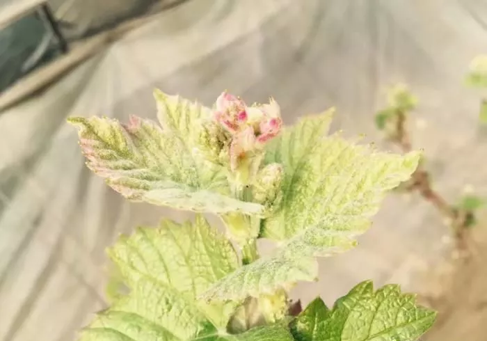 葡萄|葡萄新梢期管理的核心：护花序、促生根！