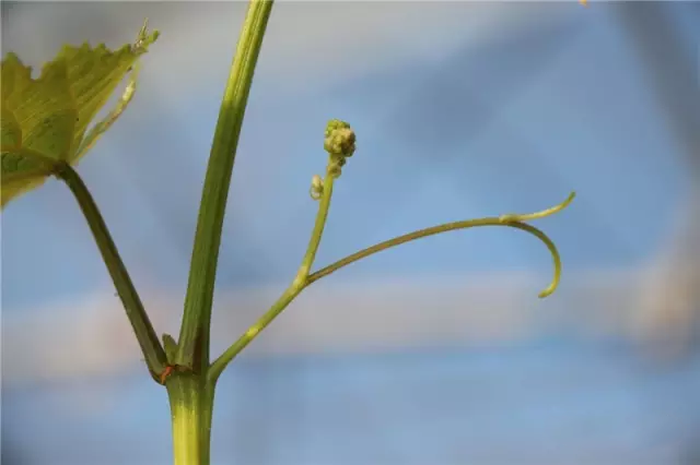 葡萄|葡萄新梢期管理的核心：护花序、促生根！