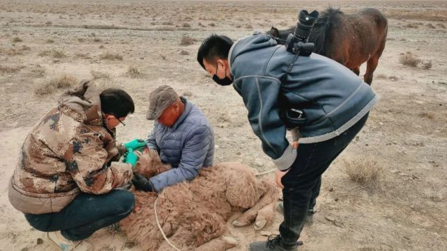 兽医老寇牧区牛羊的守护者