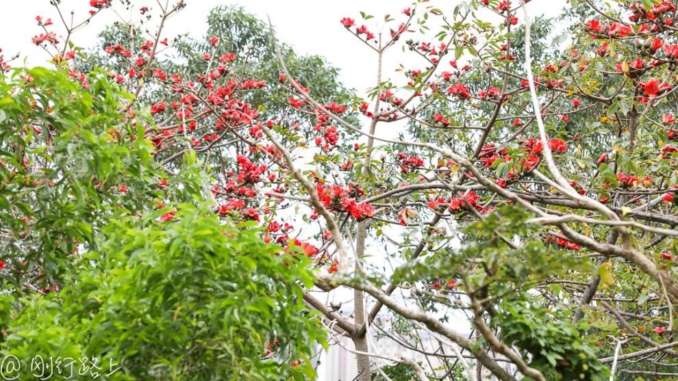 木棉花盛开到季节里 海南美景才算拉开序幕 腾讯新闻