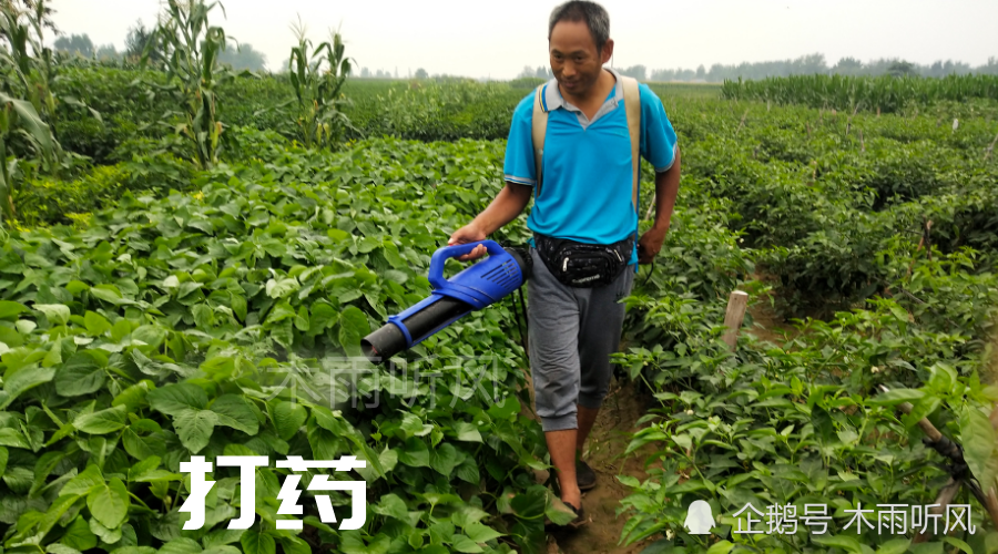 红蜘蛛|防治红蜘蛛与蚜虫，阿维菌素与哪种农药复配，可以提高防治的效果