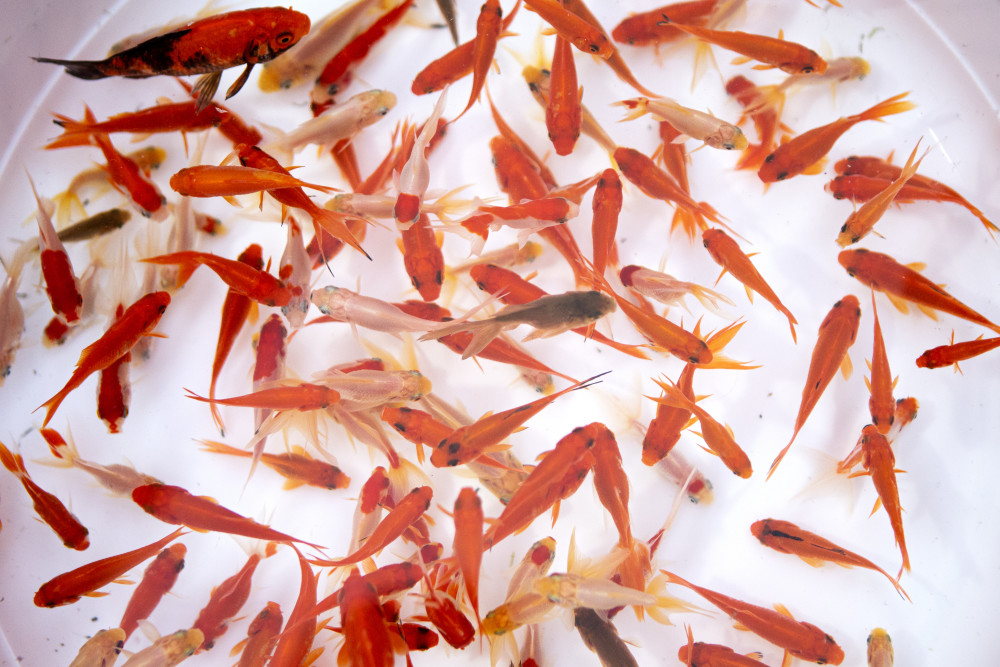 驻外手账 买金鱼 备 七鲜 伊朗人这样过新年 腾讯新闻