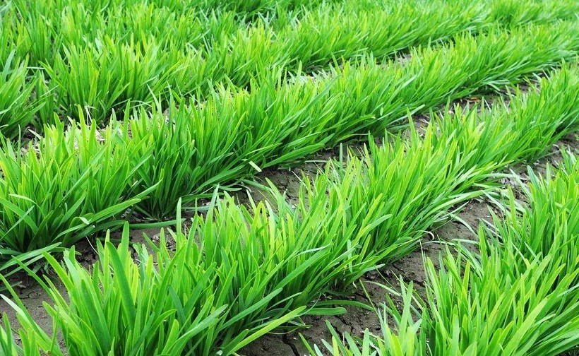 韭菜|韭菜高产栽培要点有哪些？巧用2个方法，芽都长得快根扎得深
