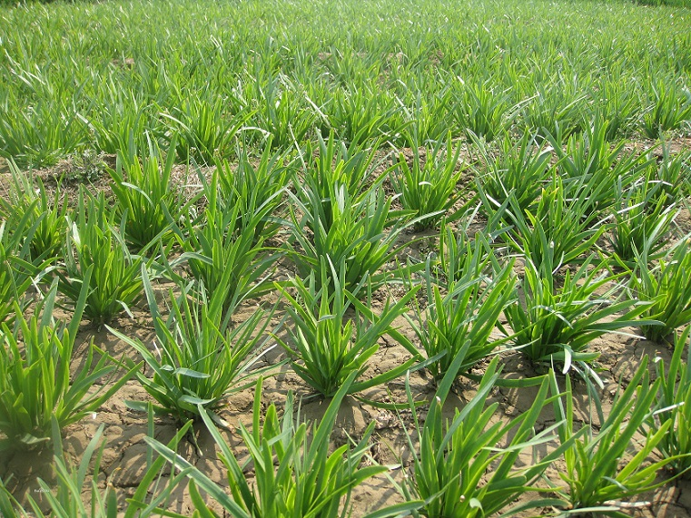 韭菜|韭菜高产栽培要点有哪些？巧用2个方法，芽都长得快根扎得深
