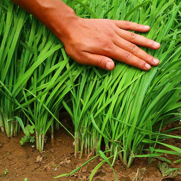 韭菜|韭菜高产栽培要点有哪些？巧用2个方法，芽都长得快根扎得深