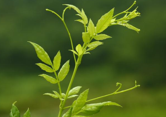 它便是珍贵的"长寿藤",见到别忽视,做茶叶1斤上百元,请重视
