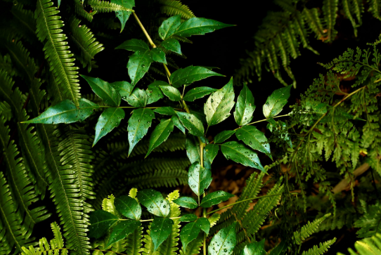 它便是珍贵的长寿藤见到别忽视做茶叶1斤上百元请重视