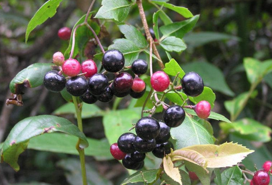 它便是珍贵的长寿藤见到别忽视做茶叶1斤上百元请重视