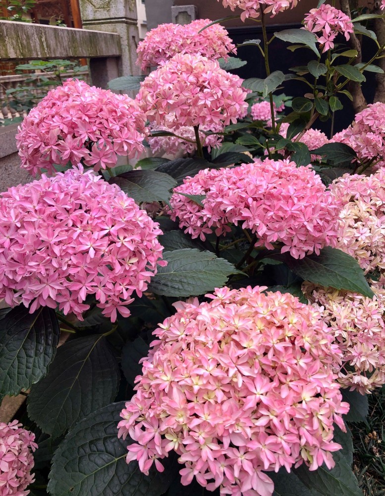 春天养绣球花的栽培季节,今天来带大家认识一个优秀品种.