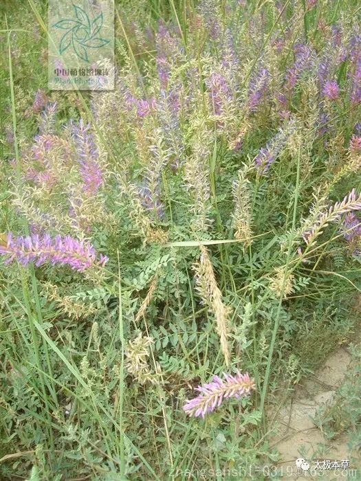 醉马草见过吗麻醉镇静止痛治关节痛牙痛神经衰弱皮肤瘙痒