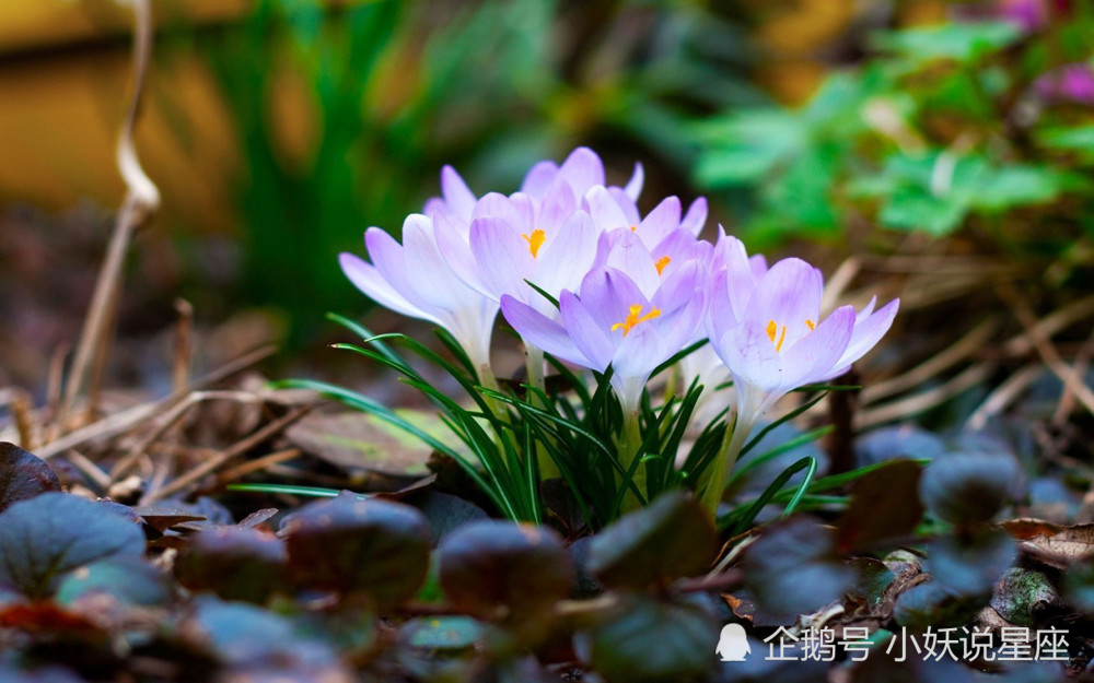 3月日爱情运势 全力以赴 不留遗憾的四大星座 腾讯新闻