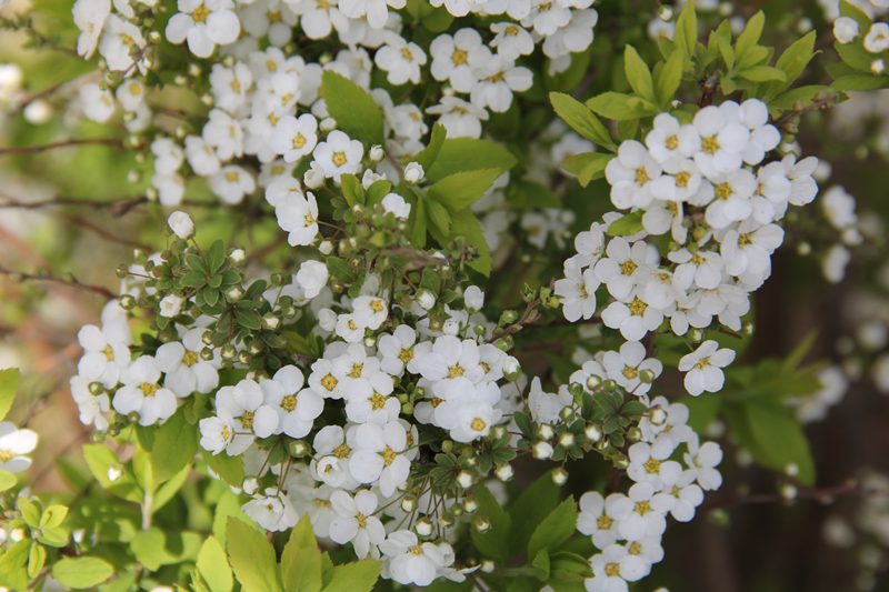 每周一花喷雪花