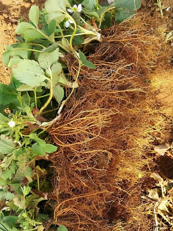 根系所需肥料与这3点有关系,其中吸水吸肥最重要_腾讯新闻