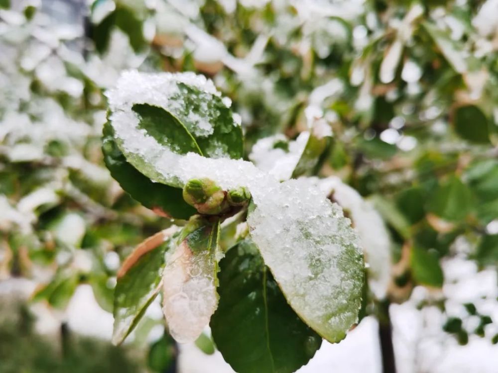 我市今天迎来雨夹雪天气