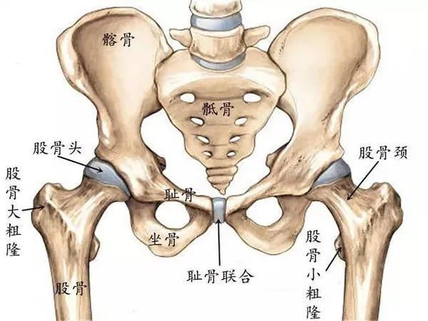 髖關節置換術後想要恢復快康復訓練少不了