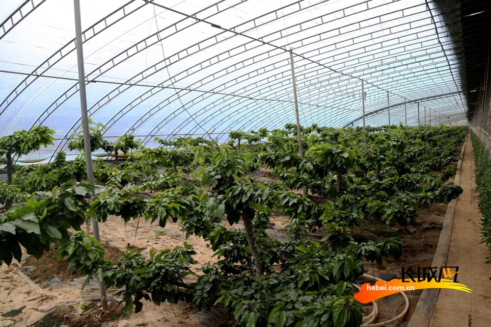 高清组图河北肃宁棚栽樱桃待丰收