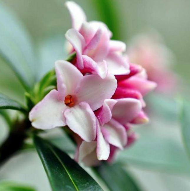 每日植物|瑞香_腾讯新闻