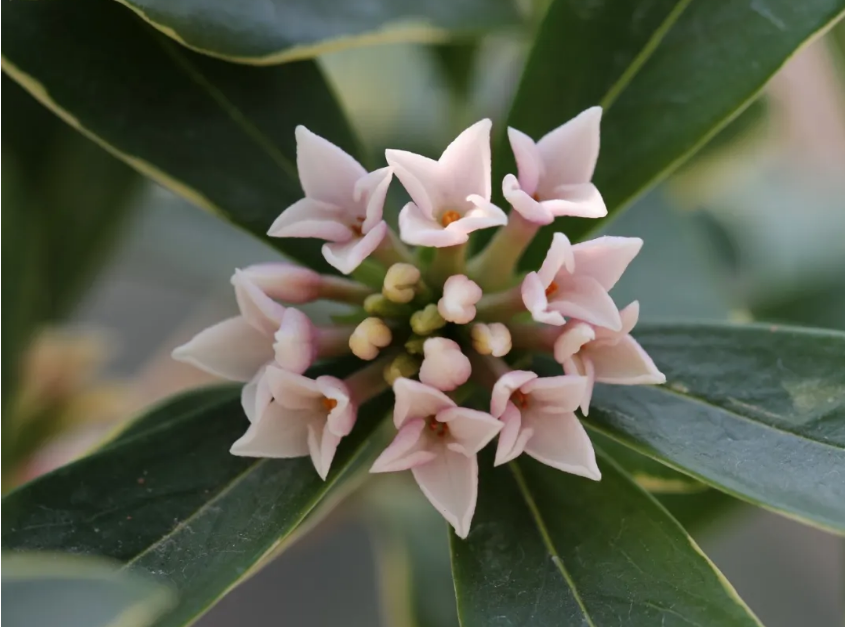 每日植物|瑞香