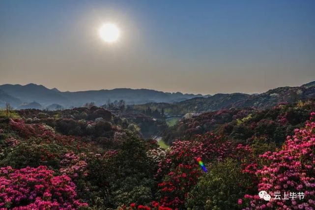 最全攻略火速收藏|百里杜鹃|攻略|杜鹃花|景区门票|门票|金坡